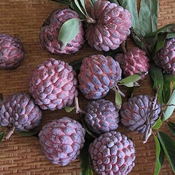 Pink Soursop Annona muricata seeds for planting in home garden